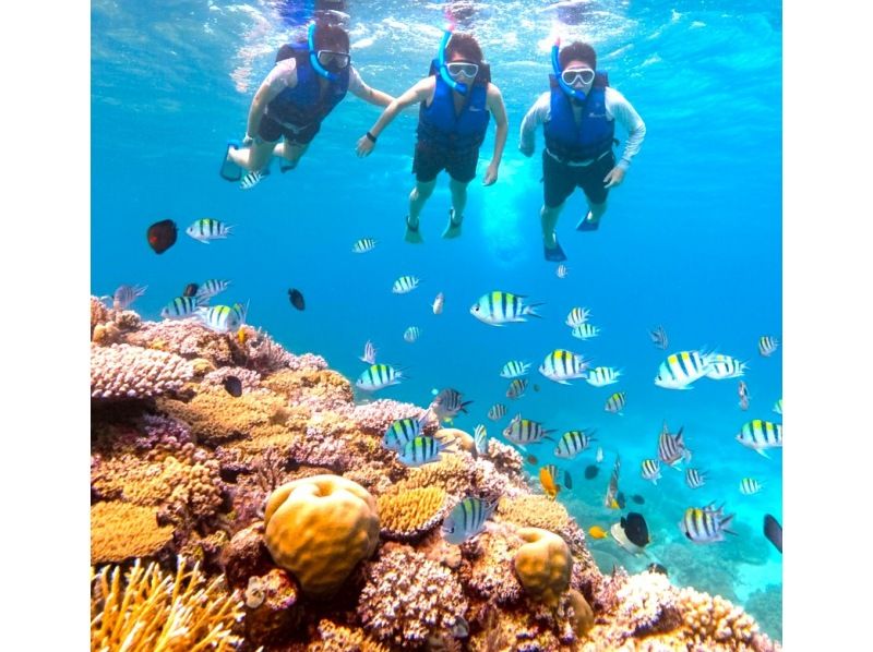 [Ishigaki Island] Snorkeling, SUP, Kayaking - A one-day special collaboration tour of the island's famous spots, Kabira Bay, Blue Cave, Healing Falls, Yaima Village, Jungle, and Mangroves!の紹介画像