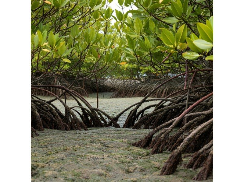 【石垣島】シュノーケル・SUP・カヤック　島の名所川平湾・青の洞窟・回復の滝・やいま村・ジャングル・マングローブ１日スペシャルコラボツアー！の紹介画像