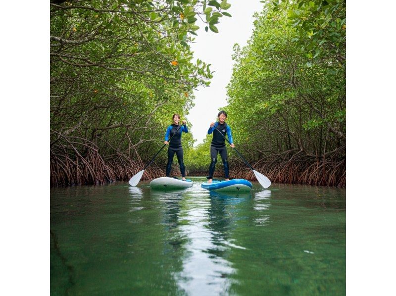 [Ishigaki Island] Snorkeling, SUP, Kayaking - A one-day special collaboration tour of the island's famous spots, Kabira Bay, Blue Cave, Healing Falls, Yaima Village, Jungle, and Mangroves!の紹介画像