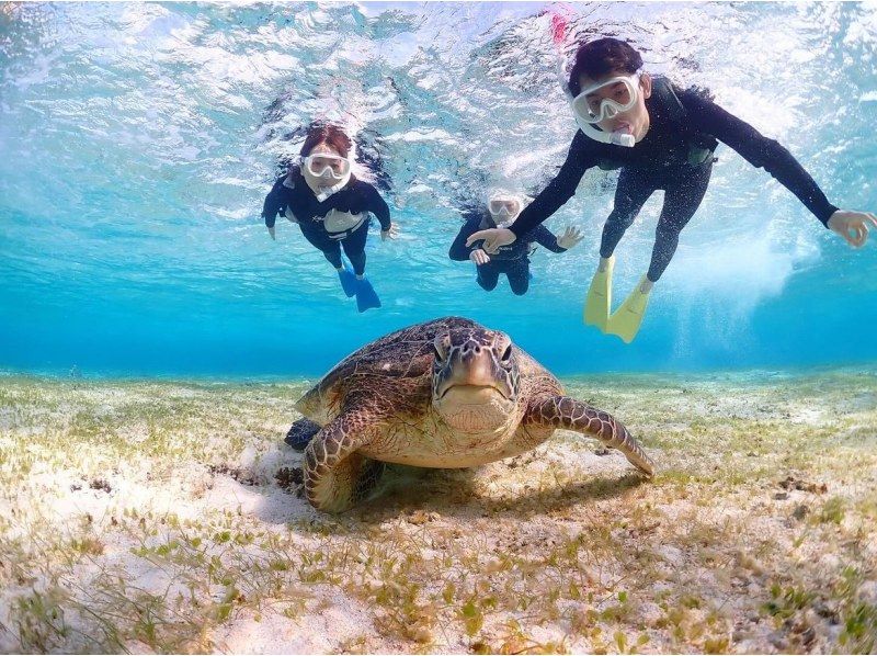 宮古島/貸切《学割でお得に楽しもう！》大人気！遭遇率100%継続中の【ウミガメシュノーケリング】★当日予約OK！★撮影データ無料！の紹介画像