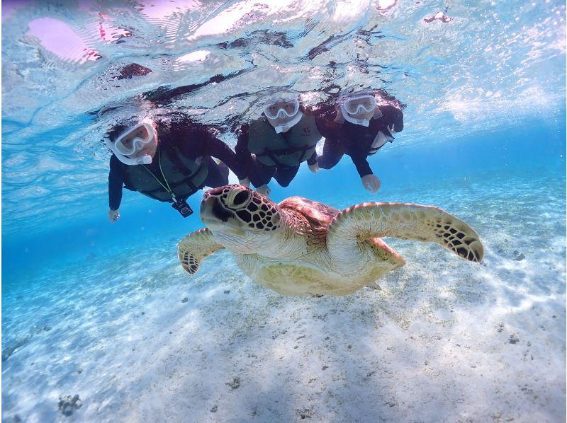 Miyakojima/Private tour《Enjoy a great deal with a student discount!》Very popular! [Sea turtle snorkeling] with a 100% encounter rate★Reservations available on the day!★Free photo data!の紹介画像