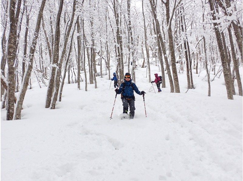 [Yokote City, Akita Prefecture] Fermentation evangelist supervised, you too can be a sake brewer! ~Optional tour~ Enjoy winter in Yokote with a snow hike on Mt. Masatoの紹介画像