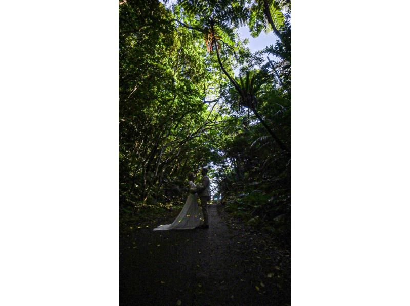 【当日予約OK】＜3月〜5月下旬＞星が地上に降りてきたかのような＜石垣島を照らすホタルツアー＞四季を感じる夜の冒険【送迎無料】の紹介画像