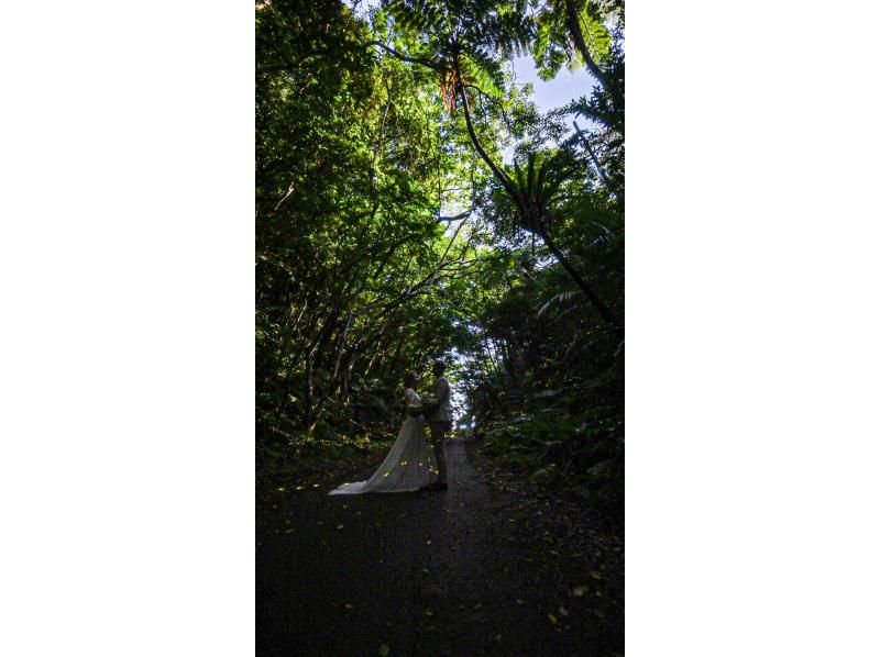 【当日予約OK】＜3月〜5月下旬＞星が地上に降りてきたかのような＜石垣島を照らすホタルツアー＞四季を感じる夜の冒険【送迎無料】の紹介画像