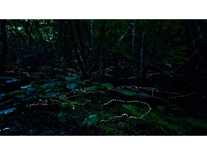 【当日予約OK】＜3月〜5月下旬＞星が地上に降りてきたかのような＜石垣島を照らすホタルツアー＞四季を感じる夜の冒険【送迎無料】の紹介画像