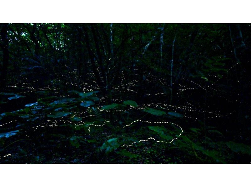 【当日予約OK】＜3月〜5月下旬＞星が地上に降りてきたかのような＜石垣島を照らすホタルツアー＞四季を感じる夜の冒険【送迎無料】の紹介画像