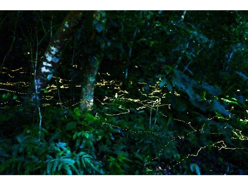 【当日予約OK】＜3月〜5月下旬＞星が地上に降りてきたかのような＜石垣島を照らすホタルツアー＞四季を感じる夜の冒険【送迎無料】の紹介画像