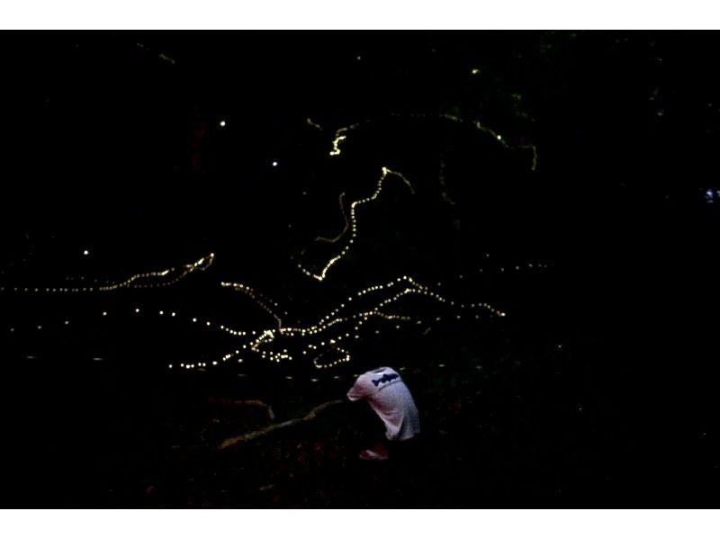 【当日予約OK】＜3月〜5月下旬＞星が地上に降りてきたかのような＜石垣島を照らすホタルツアー＞四季を感じる夜の冒険【送迎無料】の紹介画像
