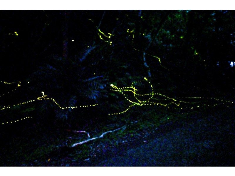 【当日予約OK】＜3月〜5月下旬＞星が地上に降りてきたかのような＜石垣島を照らすホタルツアー＞四季を感じる夜の冒険【送迎無料】の紹介画像