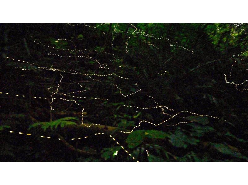 【当日予約OK】＜3月〜5月下旬＞星が地上に降りてきたかのような＜石垣島を照らすホタルツアー＞四季を感じる夜の冒険【送迎無料】の紹介画像