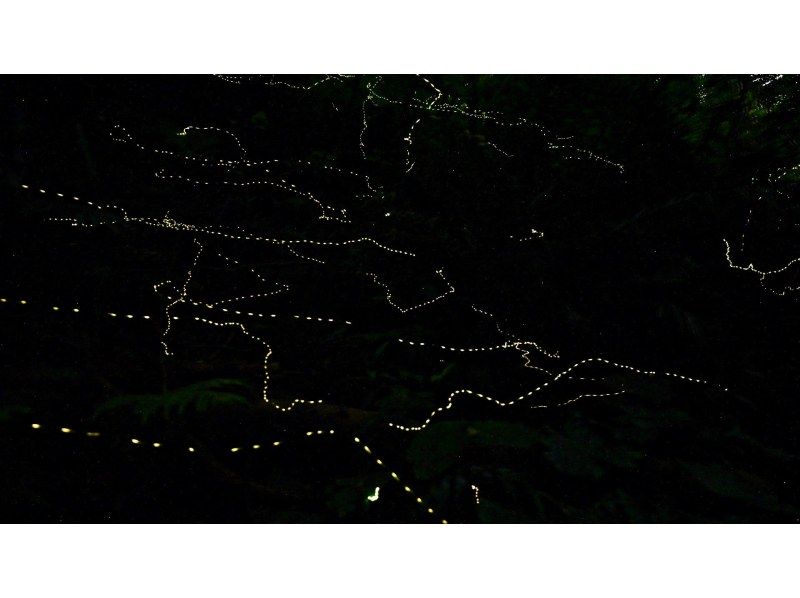 【当日予約OK】＜3月〜5月下旬＞星が地上に降りてきたかのような＜石垣島を照らすホタルツアー＞四季を感じる夜の冒険【送迎無料】の紹介画像