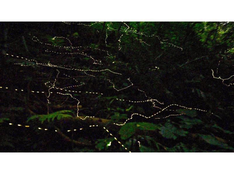 【当日予約OK】＜3月〜5月下旬＞星が地上に降りてきたかのような＜石垣島を照らすホタルツアー＞四季を感じる夜の冒険【送迎無料】の紹介画像