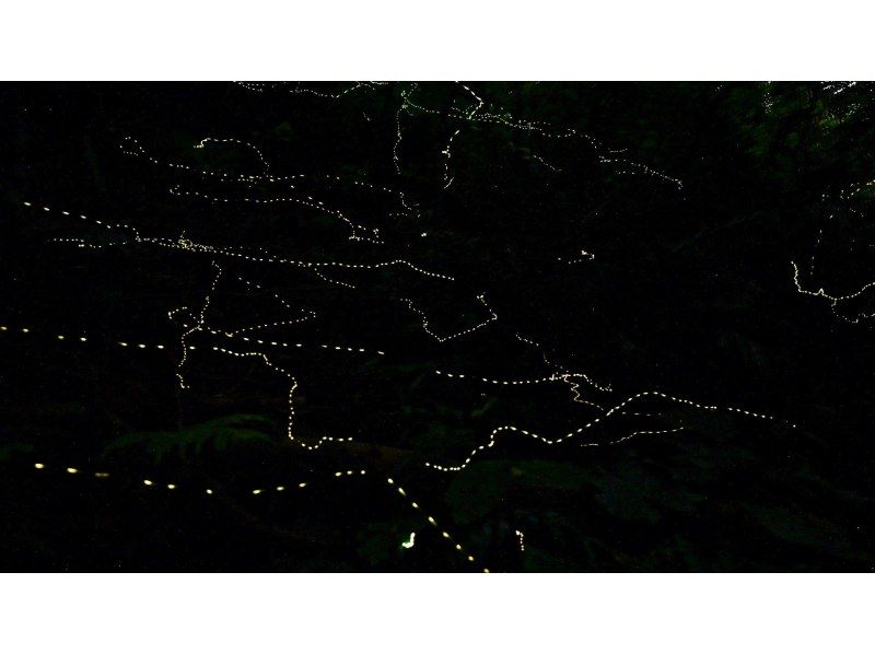 【当日予約OK】＜3月〜5月下旬＞星が地上に降りてきたかのような＜石垣島を照らすホタルツアー＞四季を感じる夜の冒険【送迎無料】の紹介画像