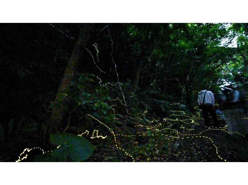 【当日予約OK】＜3月〜5月下旬＞星が地上に降りてきたかのような＜石垣島を照らすホタルツアー＞四季を感じる夜の冒険【送迎無料】の紹介画像