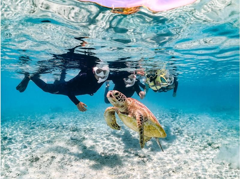[Miyakojima / Same-day reservations OK!!] ★Sea turtle snorkeling & Churaumi snorkeling! Observe beautiful tropical fish!の紹介画像