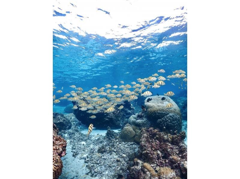 [Miyakojima / Same-day reservations OK!!] ★ Very popular snorkeling plan! Churaumi snorkeling! Observe beautiful tropical fish! You might even encounter sea turtles!の紹介画像