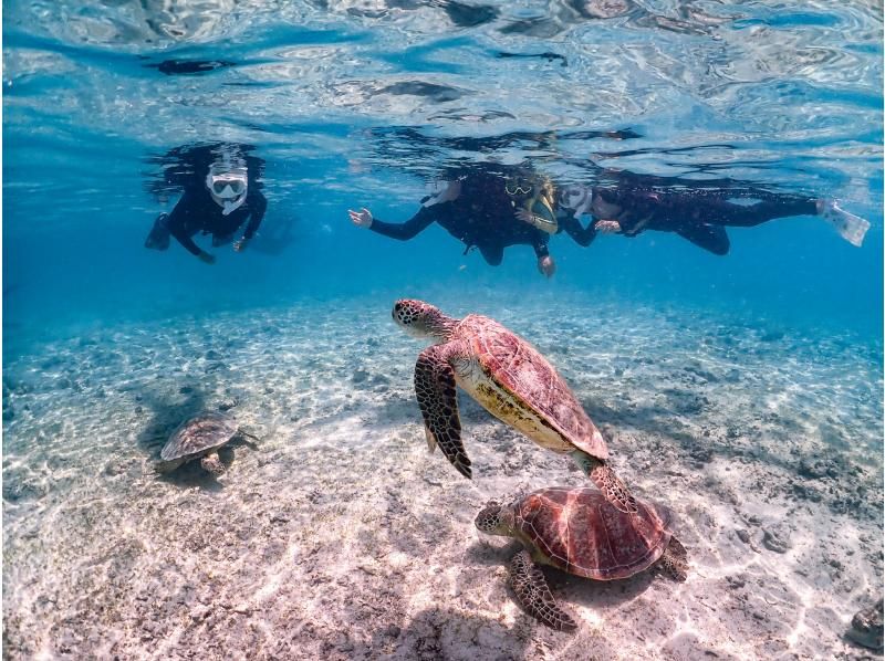 [Miyakojima / Same-day reservations OK!!] ★Sea turtle snorkeling & Churaumi snorkeling! Observe beautiful tropical fish!の紹介画像