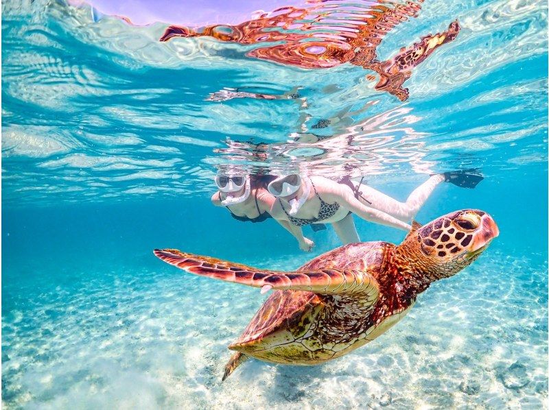 [Miyakojima / Same-day reservations OK!!] ★Sea turtle snorkeling & Churaumi snorkeling! Observe beautiful tropical fish!の紹介画像
