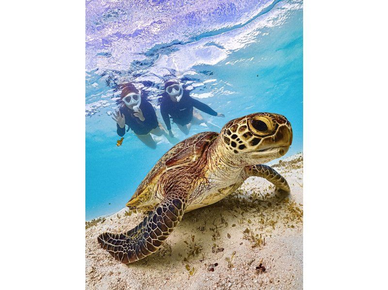 [Miyakojima / Same-day reservations OK!!] ★ Very popular snorkeling plan! Churaumi snorkeling! Observe beautiful tropical fish! You might even encounter sea turtles!の紹介画像