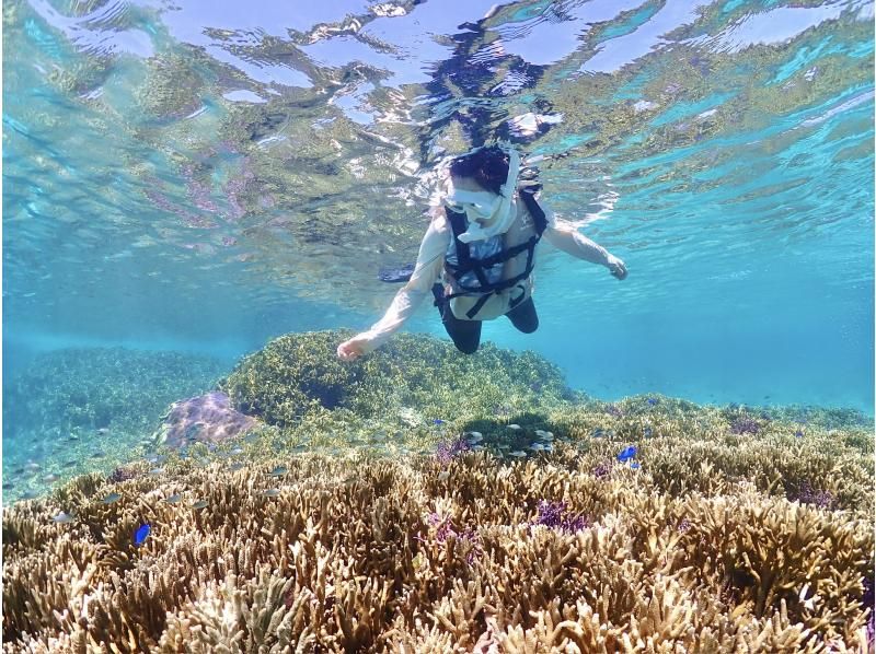 [Miyakojima / Same-day reservations OK!!] ★Sea turtle snorkeling & Churaumi snorkeling! Observe beautiful tropical fish!の紹介画像