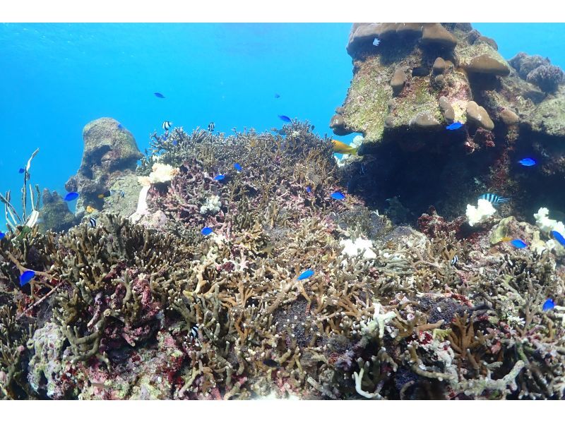 【沖縄・宮古島】2時間・貸切【お一組様限定シュノーケルフォトツアー】アテンドシュノーケル！機材レンタル&フォト無料《動画付!写真高品質クオリティ》