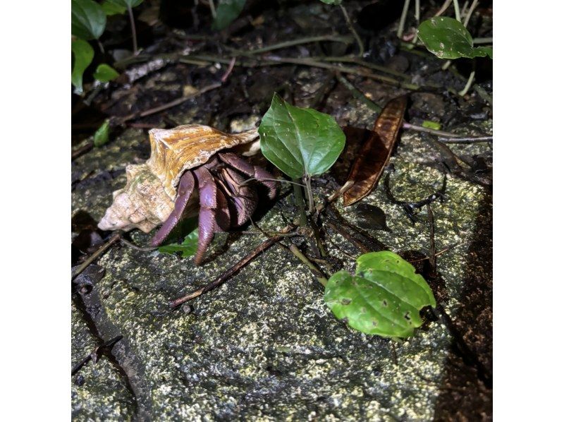 【沖縄・宮古島】生き物探し探検！ジャングルナイトツアー！宮古島の夜行性の生き物を探しに行こう！星空も楽しめるナイトツアー