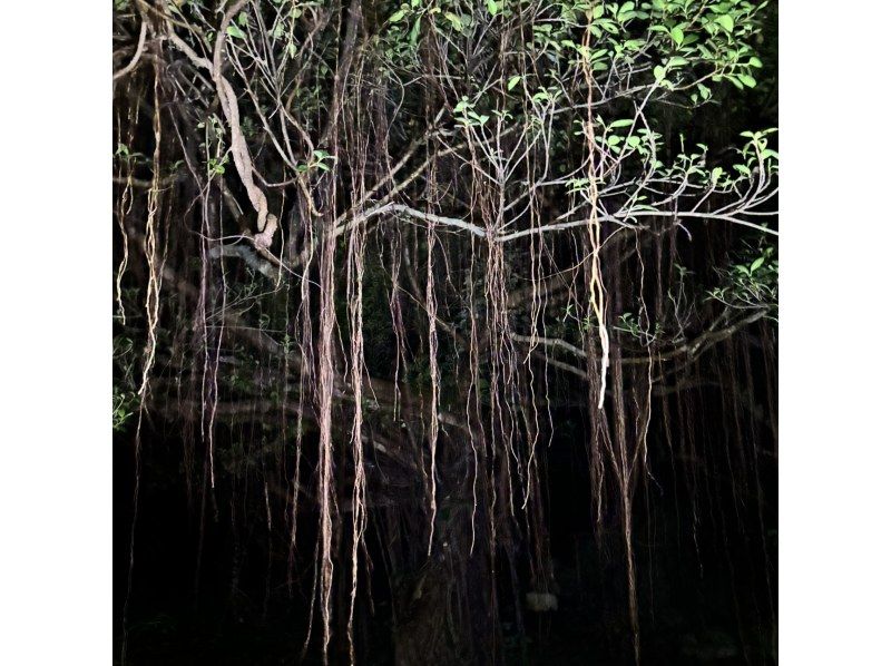 【沖縄・宮古島】生き物探し探検！ジャングルナイトツアー！宮古島の夜行性の生き物を探しに行こう！星空も楽しめるナイトツアー