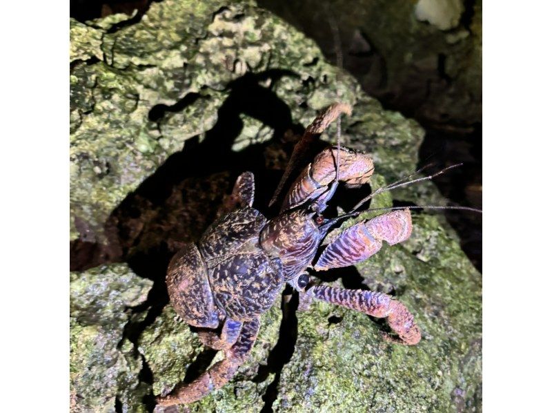 【宮古島・1~2h・生き物・星空】生き物探し探検★ジャングルナイトツアー★宮古島の夜行性の生き物を探しに行こう！星空も楽しめるナイトツアーの紹介画像