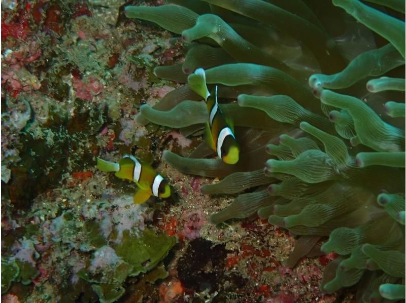 【大阪発・和歌山】初心者大歓迎・ライセンス不要！体験ダイビング★1人参加OK／魚を間近で見ようの紹介画像