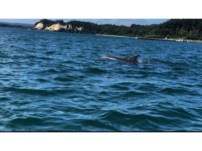 [Ishikawa, Notojima] Wild dolphin watching experience - Children and couples welcome! Observe dolphins while cruising around Notojima. 30 minutes by car from Wakura Stationの紹介画像