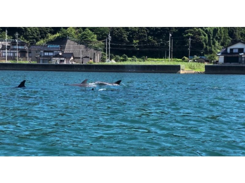 [Ishikawa, Notojima] Wild dolphin watching experience - Children and couples welcome! Observe dolphins while cruising around Notojima. 30 minutes by car from Wakura Stationの紹介画像