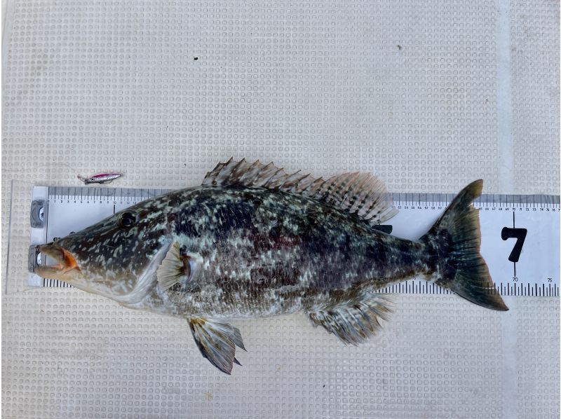 【石垣島・完全貸切】初心者、初挑戦大歓迎！！船で行く半日ルアーフィッシング！（手ぶらOK、写真プレゼント）の紹介画像