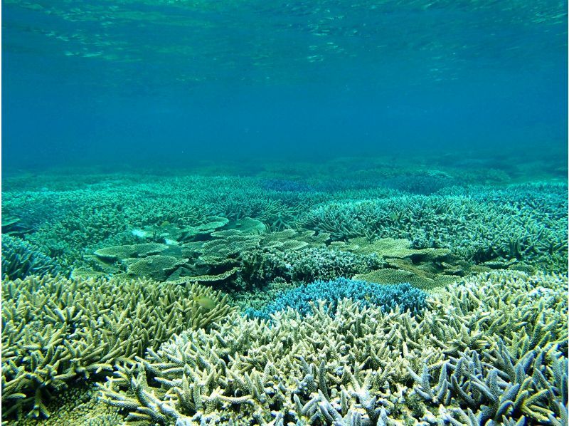 【沖縄・伊良部島】＜宮古島でココだけ！＞青の洞窟グラスボート周遊♪＋高さ約20ｍ！【大龍門】シーカヤック探検♪のコピーの紹介画像