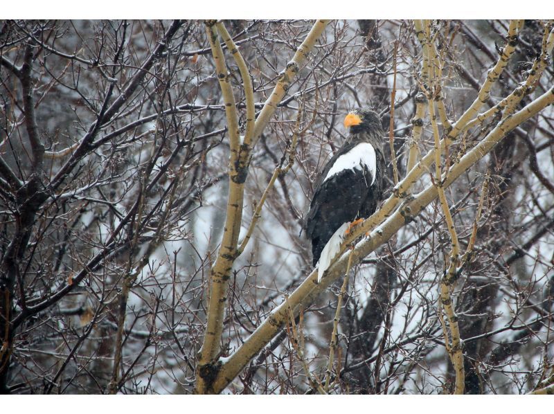 Red-Crowned Crane and Wildlife Guided Tour, National park in Japanの紹介画像