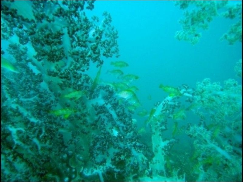 [神奈川發行 -可接送！ 】Kango Motojima粉絲潛水（2個海灘）の紹介画像