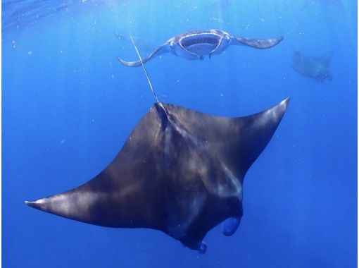 【卒業生半額!お祝儀ツアー】人気NO.1★八重干瀬シュノーケルツアー《ドローン撮影&高画質水中カメラ無料レンタル&撮影データ全部プレゼント》 【卒業生半額!お祝儀ツアー】人気NO.1★八重干瀬シュノーケルツアー《ドローン撮影&高画質水中カメラ無料レンタル&撮影データ全部プレゼント》