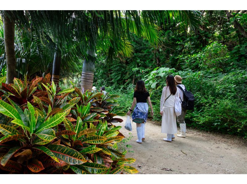 [Okinawa Yaeyama area] Early morning tour! Cross the shallows to Yubu Island - Enjoy breakfast while watching the sunrise. On the way back, see us off in a water buffalo cart!の紹介画像