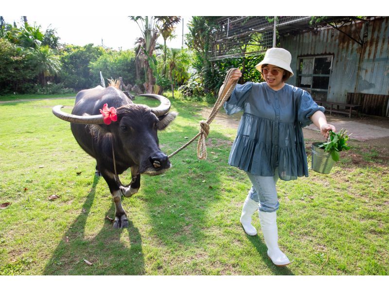 [Okinawa Yaeyama area] Early morning tour! Cross the shallows to Yubu Island - Enjoy breakfast while watching the sunrise. On the way back, see us off in a water buffalo cart!の紹介画像