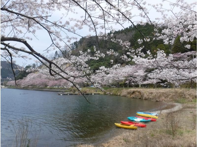 [시가· 비와코 카누] 봄의 벚꽃 꽃놀이 카누 투어 (180 분) 사진 데이터 선물! ※ 기간 한정 개최 ※の紹介画像