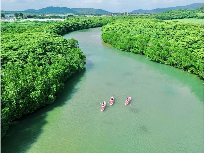 ★Student discount★【Mangrove SUP】Natural tropical rainforest SUP★Family discount★Available on the day【2 hours】【Experience the tropical rainforest of Ishigaki Island, the largest in Japan!】の紹介画像