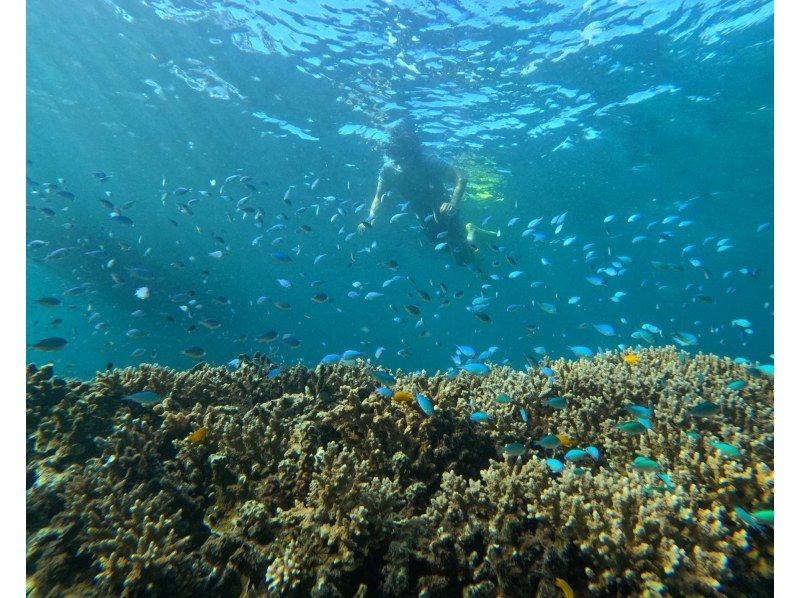 【完全貸切プラン！】石垣港発着でお気軽に行くプライベートシュノーケリングツアー、最大6名様まで（GoPro写真サービス付き）の紹介画像