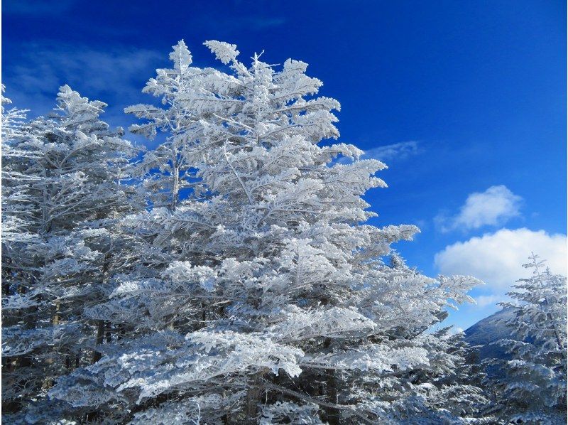 [Takamine Highlands, Nagano Prefecture] Snowshoe & snowmobile experience tour (for beginners, leisurely, includes vehicles)の紹介画像