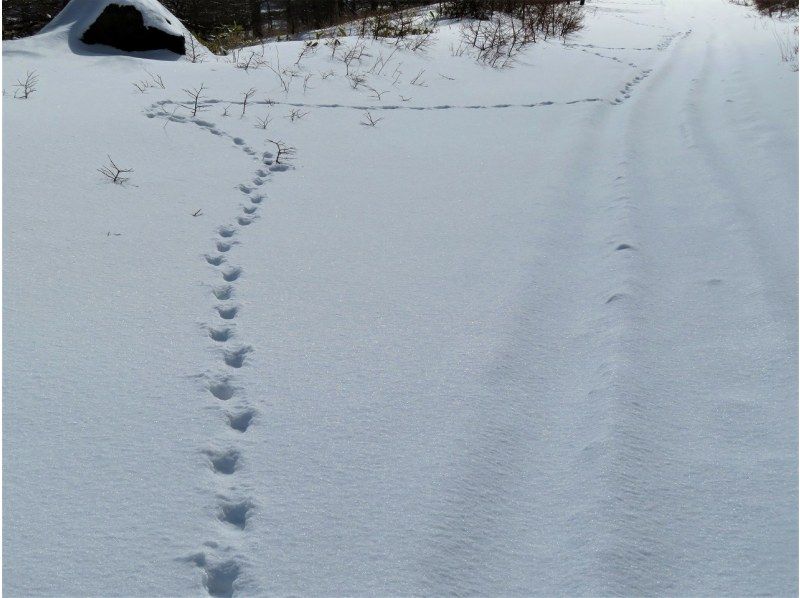 [Takamine Highlands, Nagano Prefecture] Snowshoe & snowmobile experience tour (for beginners, leisurely, includes vehicles)の紹介画像