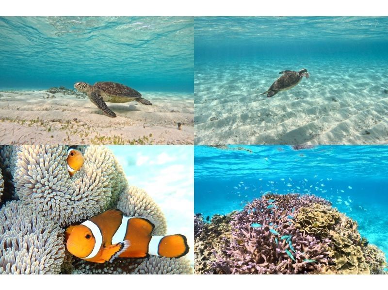 [Okinawa, Miyakojima] An impressive experience at two beaches ♪ Sea turtle, coral and fish snorkeling! A safe, secure, comfortable and luxurious plan at a store gathering place just 15 minutes walk from the city!の紹介画像