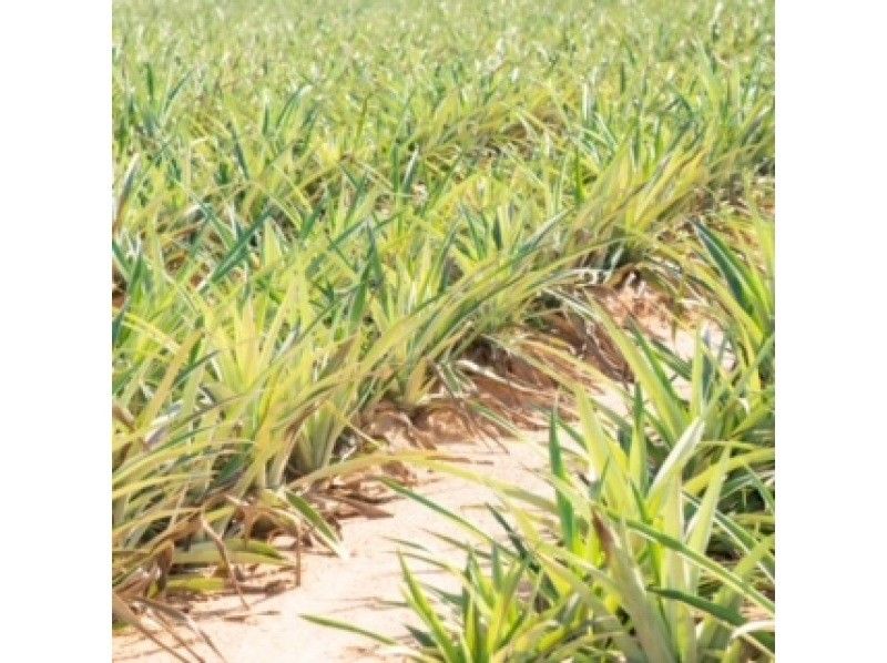 [Okinawa, Ishigaki Island] Fun for kids too! Experience harvesting tropical fruit pineapples! You can bite into them on the spot and take commemorative photos.の紹介画像