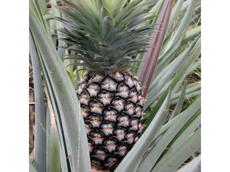 [Okinawa, Ishigaki Island] Fun for kids too! Experience harvesting tropical fruit pineapples! You can bite into them on the spot and take commemorative photos.の紹介画像