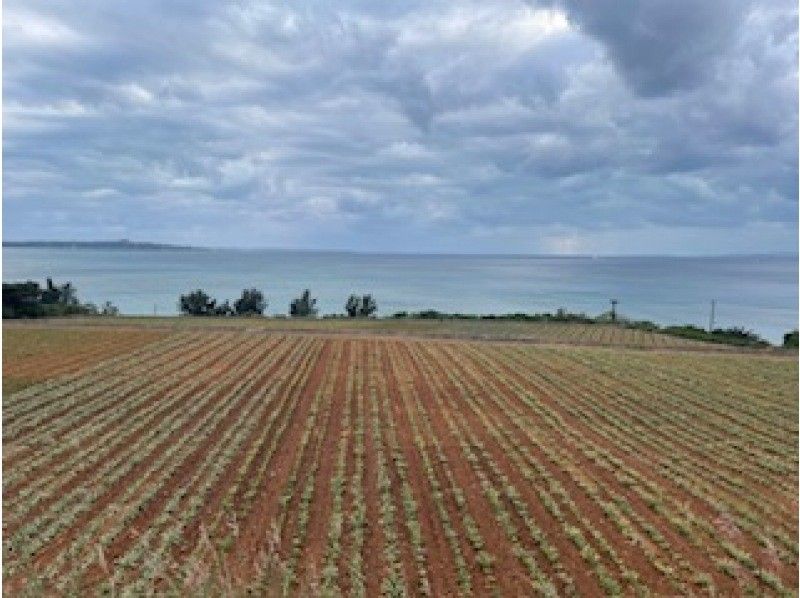 [Okinawa, Ishigaki Island] Fun for kids too! Experience harvesting tropical fruit pineapples! You can bite into them on the spot and take commemorative photos.の紹介画像