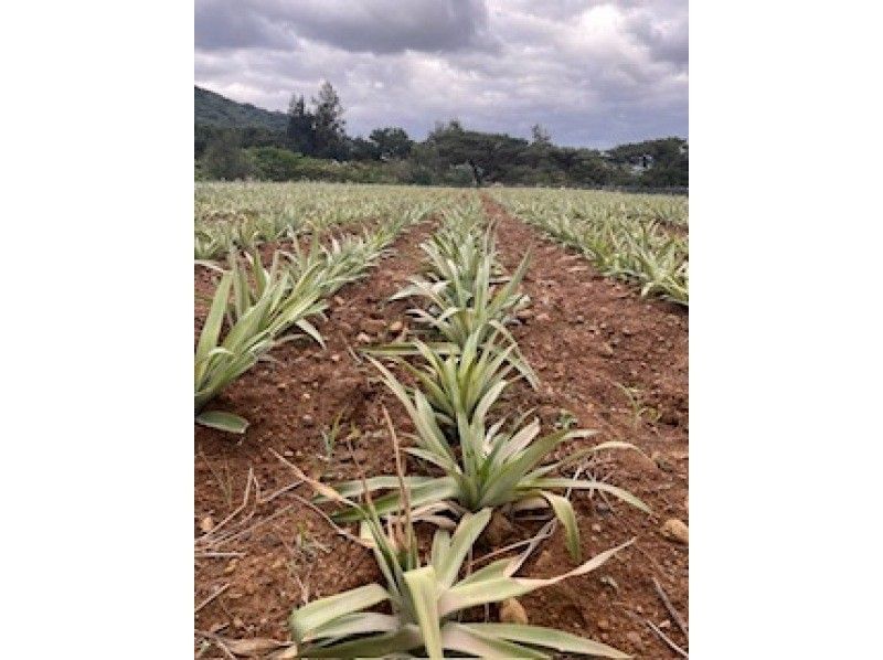 [Okinawa, Ishigaki Island] Fun for kids too! Experience harvesting tropical fruit pineapples! You can bite into them on the spot and take commemorative photos.の紹介画像