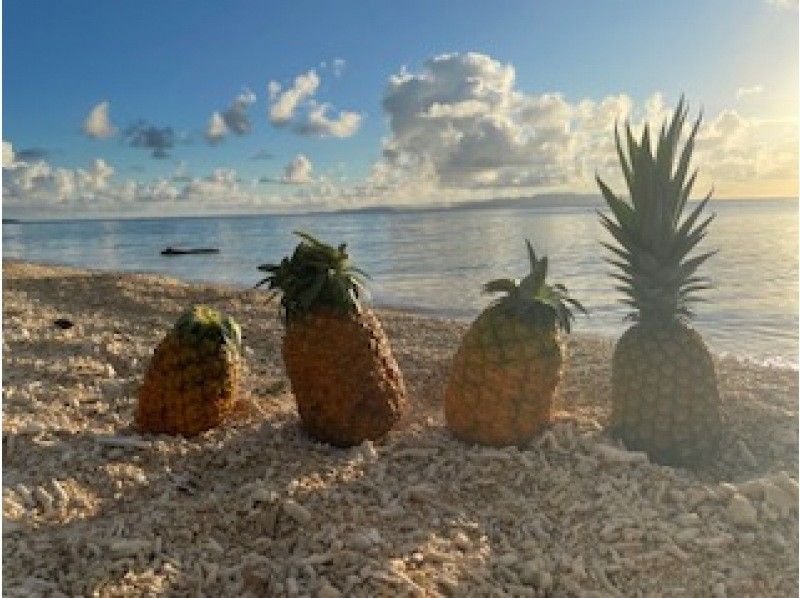 [Okinawa, Ishigaki Island] Fun for kids too! Experience harvesting tropical fruit pineapples! You can bite into them on the spot and take commemorative photos.の紹介画像