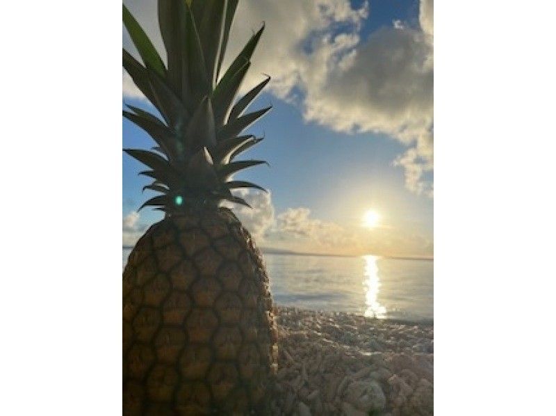 [Okinawa, Ishigaki Island] Fun for kids too! Experience harvesting tropical fruit pineapples! You can bite into them on the spot and take commemorative photos.の紹介画像